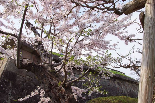 桜を見上げる。