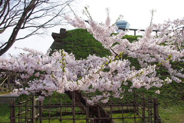 低い桜の木。目前に見られる。