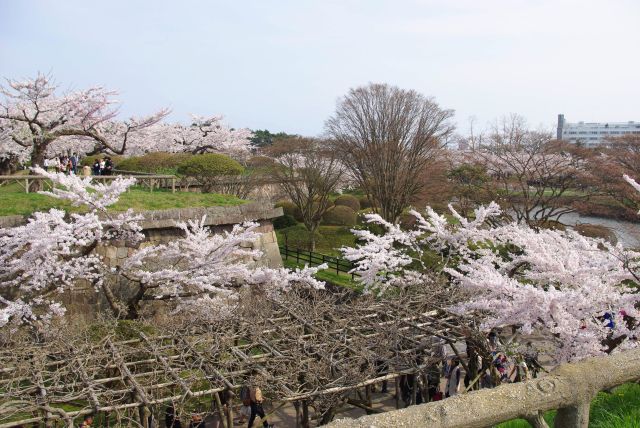 通ってきた土手の切れ目。反対側も桜がいっぱい。