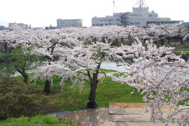 角の部分の桜。