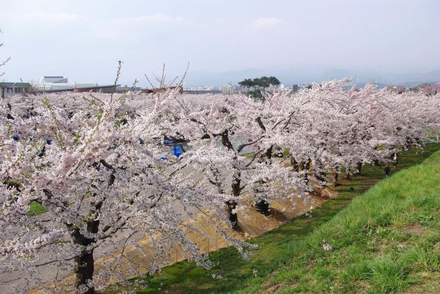 土手下にも濃い桜が続く。