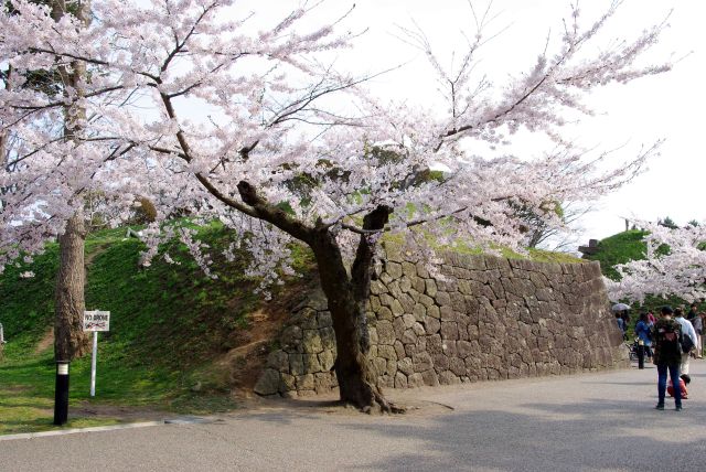 至る所で見られる桜。