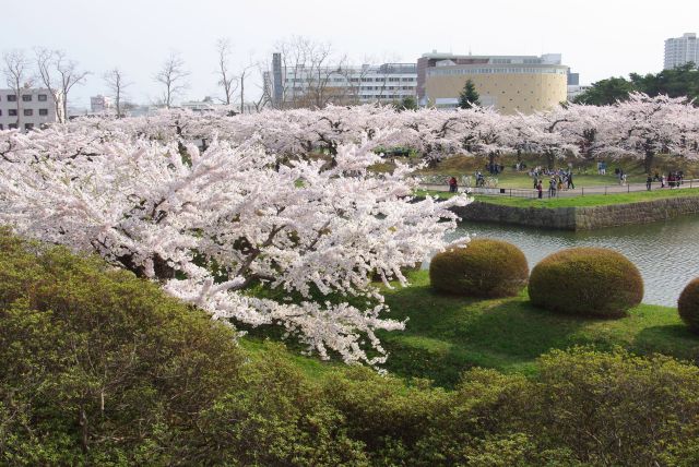 両岸にひしめく桜。