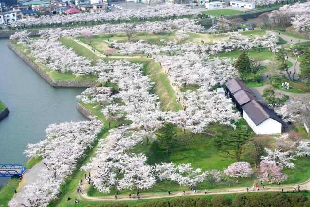 本当に沢山の桜の木が密集していてきれい。