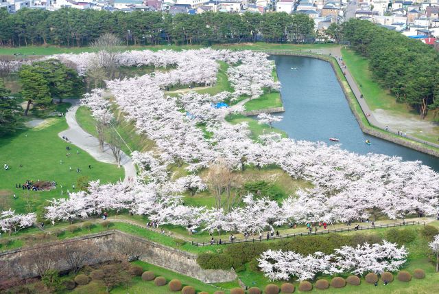 桜で埋め尽くされている土手。