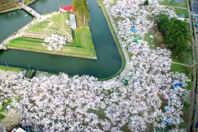 半月堡の外側、タワーの足元にも沢山の桜。