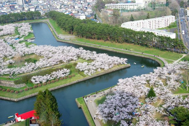 堀の内外に沢山の桜がひしめいて圧倒されます。