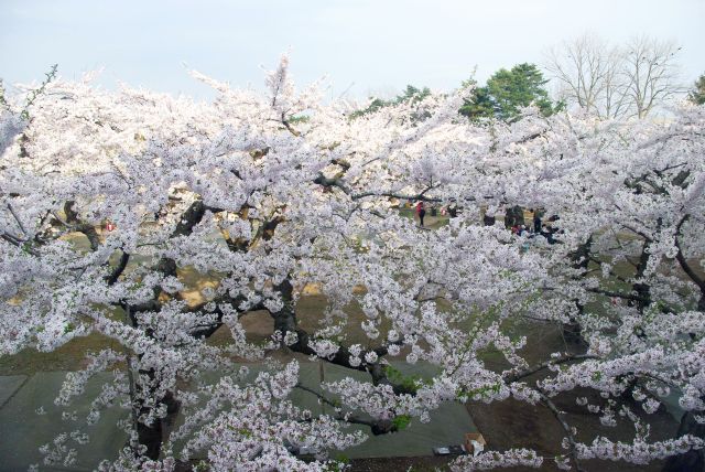 窓の外にひしめく桜のアーチ。