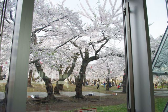 桜であふれ大勢でにぎわう五稜郭。