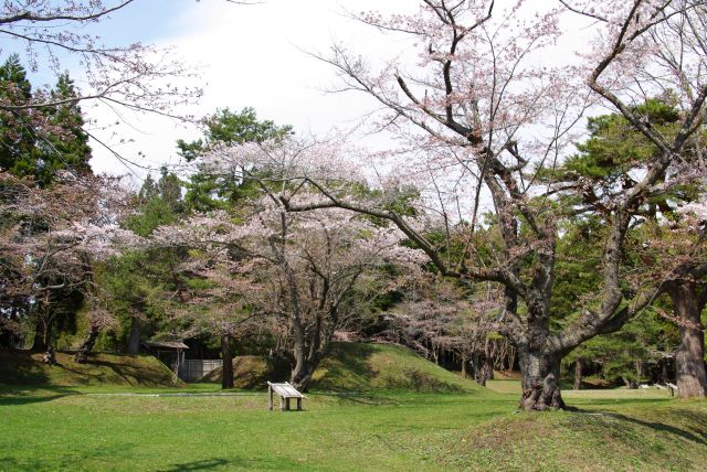 あまり密集していませんが桜の木もあります。