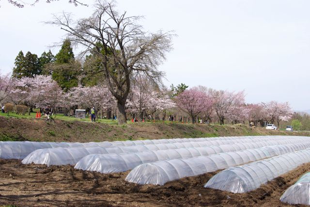 手前の公園も桜がいっぱい。