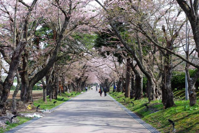 長い桜並木が続きます。