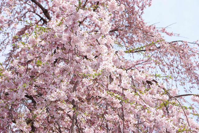 可憐な桜の花びら。