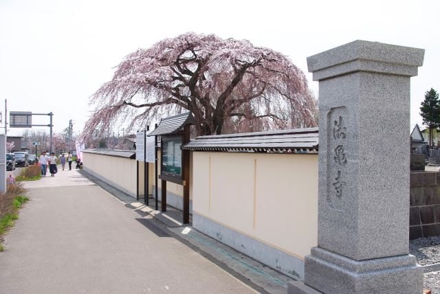 お寺の塀を優に超える桜。