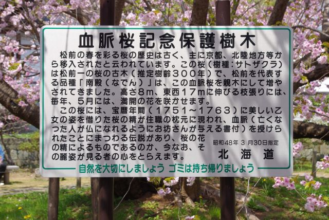 推定樹齢300年の血脈桜、松前の品種「南殿」（なでん）はこの木を親木にしている。