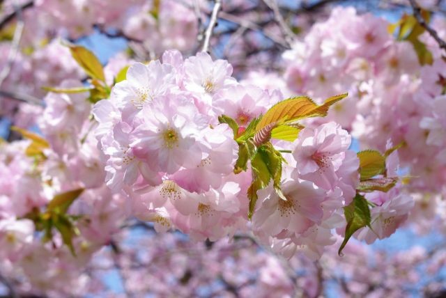 きれいな八重咲きの花びら。