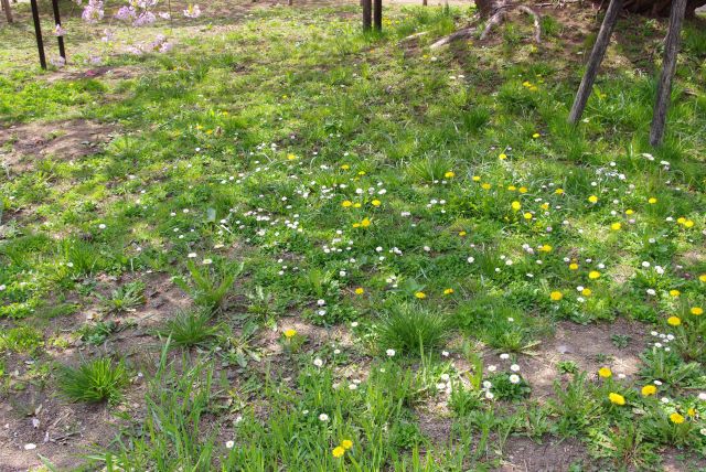 足元にはたんぽぽ等の草花。