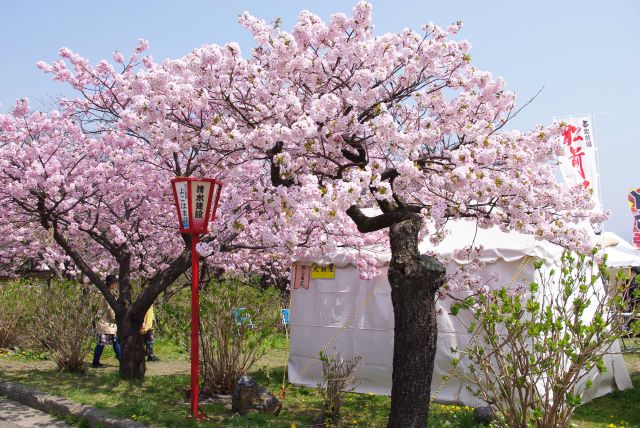 桜は続きます。