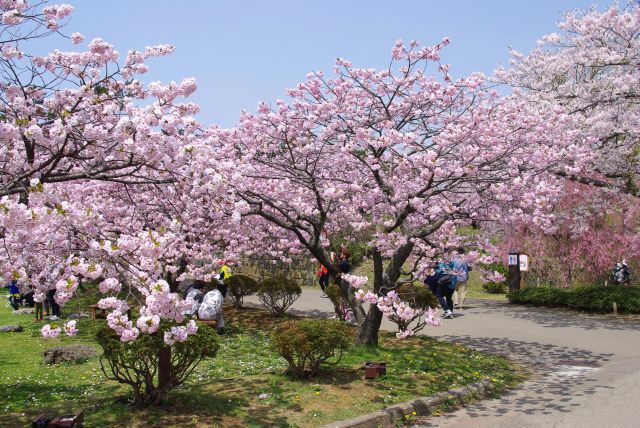 道が曲がるところ、桜があふれます。