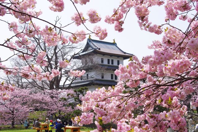 天守と桜。広場では憩う人々。