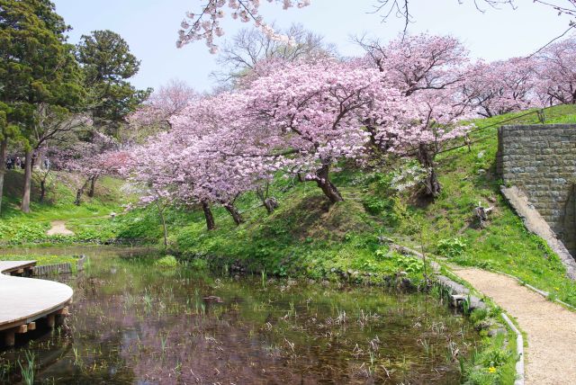 斜面に咲く桜。