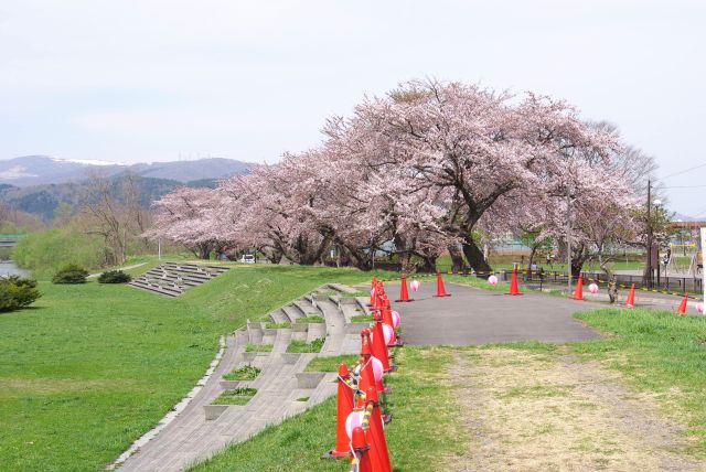 土手の先に桜並木。