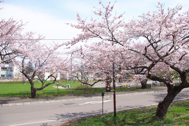 土手に登る。反対側は公園。