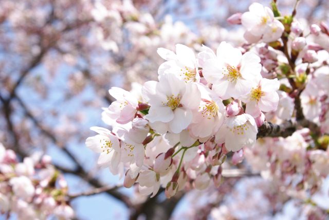 すぐ近くに桜の花びら。