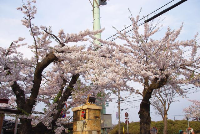 道路側にも桜の木が並びます。