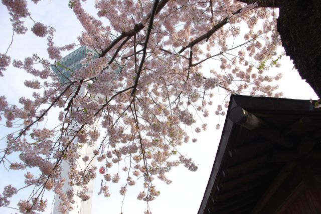 見上げると桜越しに五稜郭タワー。