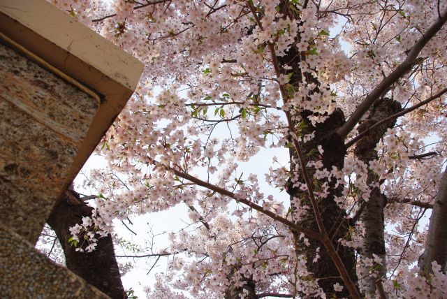 入口の頭上を覆う桜。