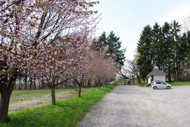 駐車場にも桜が見られます。