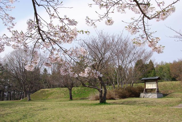 桜の枝と四稜郭。