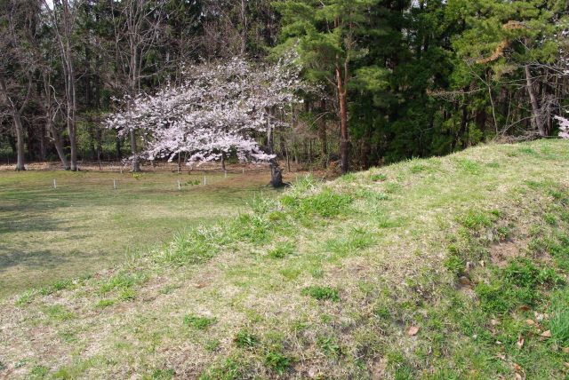 土塁の先の桜。