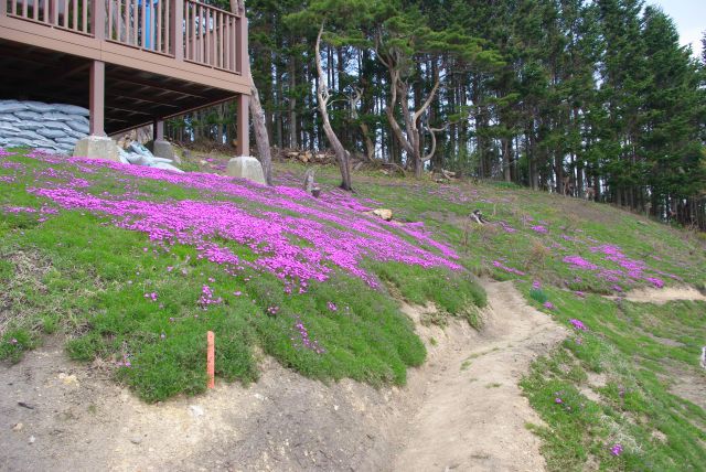 上に登ると少しだけきれいな芝桜がありました。