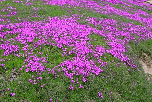 緑の地面に広がるピンク色。