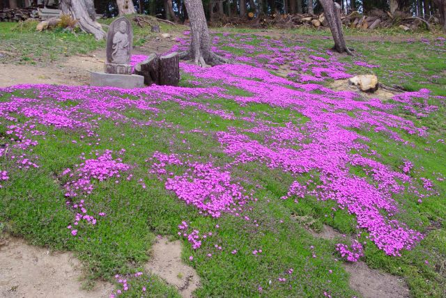 観音像と芝桜。