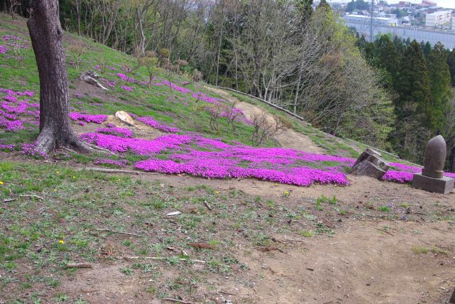 結構急な斜面に広がる芝桜。