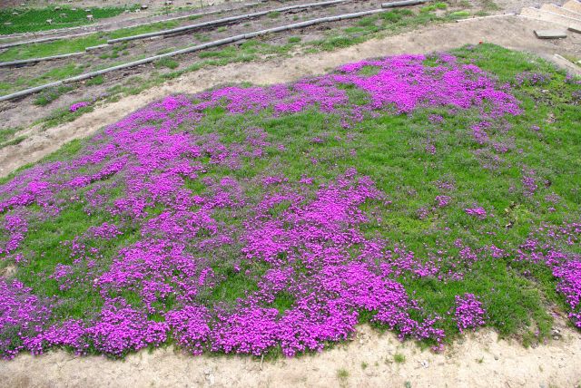 上から見下ろす芝桜。