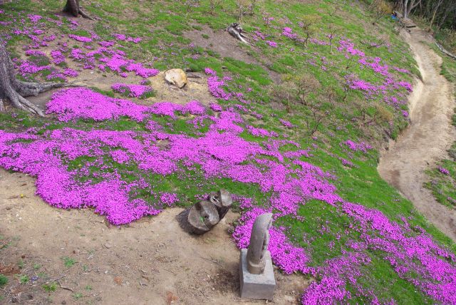 上から見下ろす芝桜と観音像。