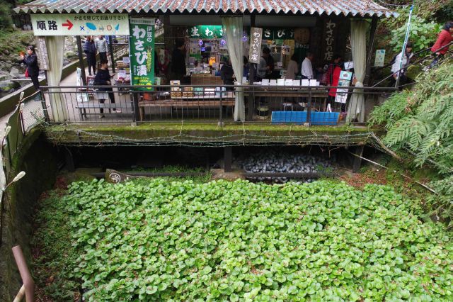 天城名物のわさび田とお店。