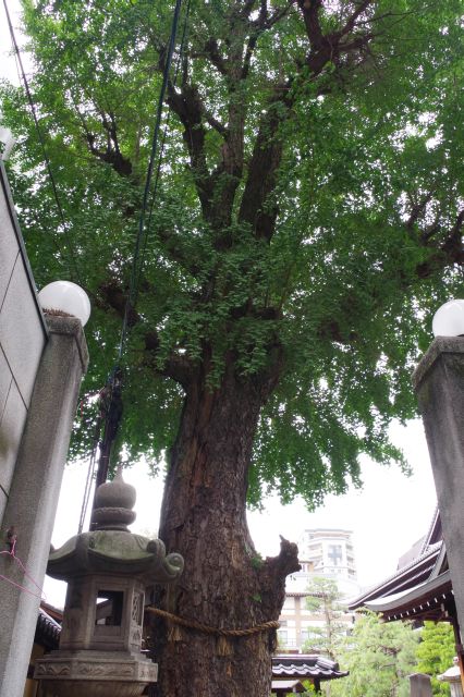 大きな銀杏の木があります。