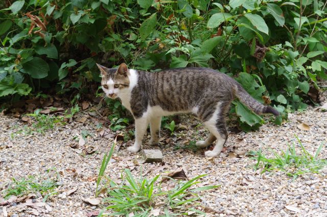 本堂脇には猫が沢山見られました。