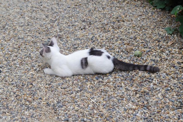 猫好きにとっては極楽浄土そのものです。