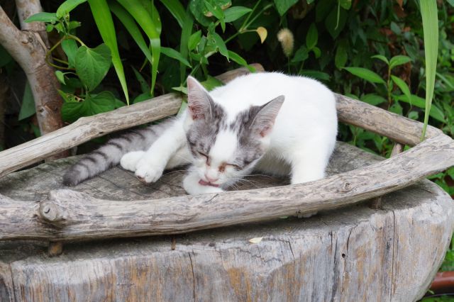 猫たちの様々な気ままな姿を見られました。