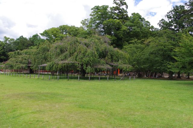 右側は「ならの小川」が流れ子供たちが遊ぶ。