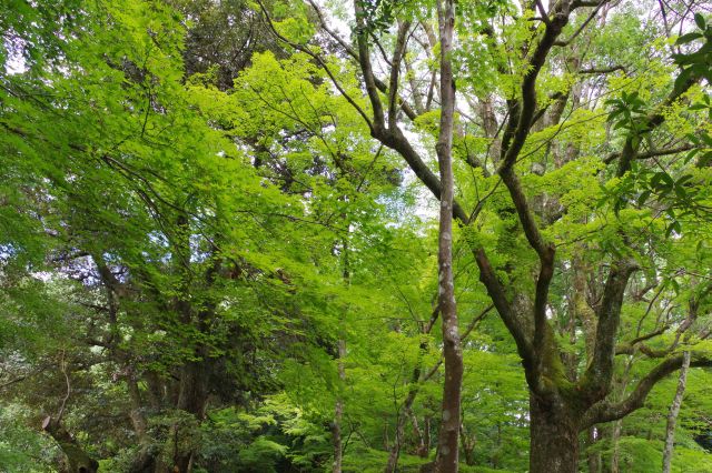 緑に覆われた心地よい空間。音も香りも自然の中という感じ。