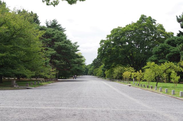 豊かな緑が続く御苑内。