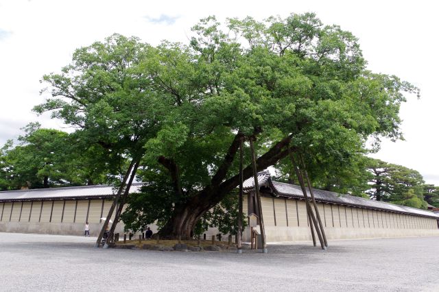 交差点に大木があります。