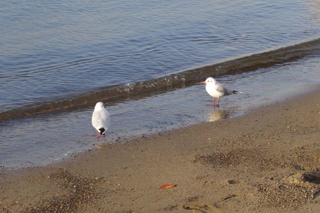 波打ち際のかわいいユリカモメ達。鳴き声も癒される。